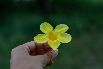 Close-up of hand holding yellow flower