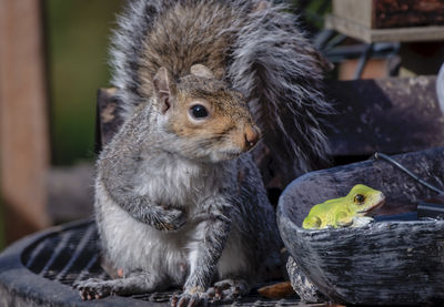 Close-up of squirrel