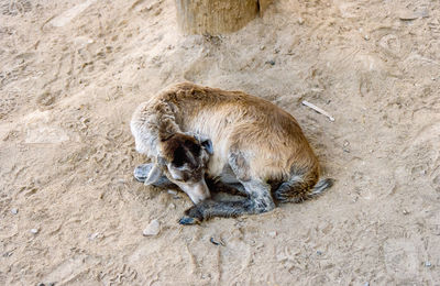 High angle view of a lamb on field