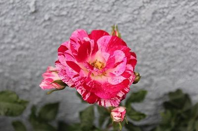 Close-up of pink flower