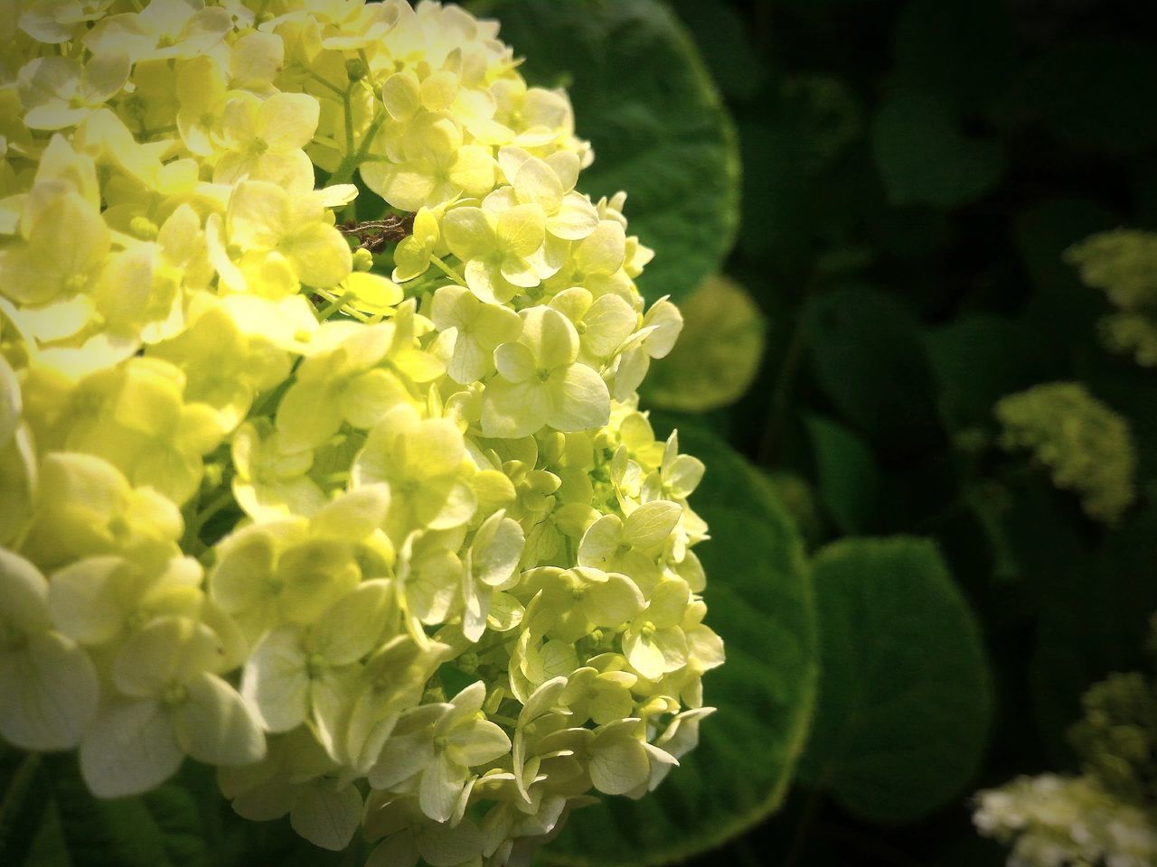 flower, freshness, fragility, petal, flower head, close-up, beauty in nature, growth, blossom, yellow, springtime, in bloom, plant, nature, botany, focus on foreground, macro, bloom, bunch of flowers, day, softness, vibrant color, formal garden, outdoors, hydrangea, blooming, yellow color, green color