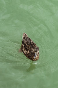 High angle view of duck swimming on lake