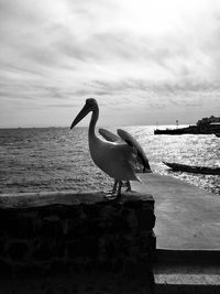 Side view of seagull on beach