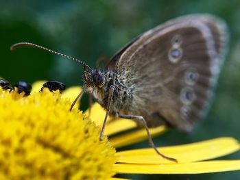 Close-up of butterfly pollinating on yellow flower