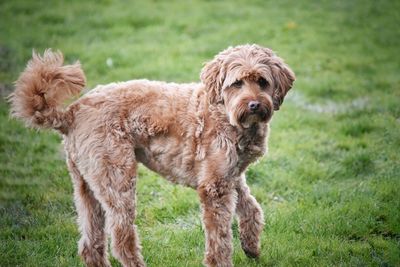 Portrait of labradoodle on field