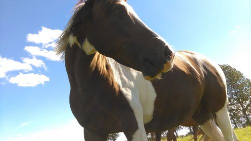 Horse looking away on field