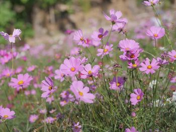 Close-up of crocus blooming on field