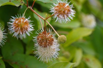 Close-up of flowering plant