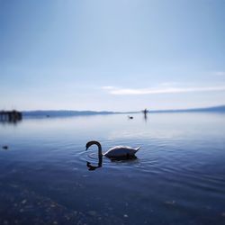 View of bird in lake against sky