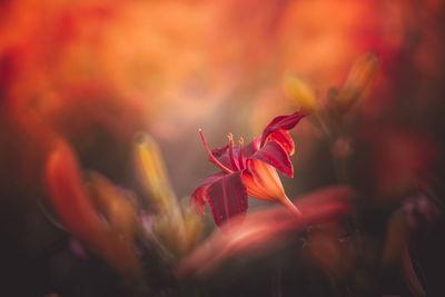 Close-up of red flowering plant