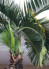 Palm leaves on palm tree