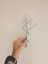 Close-up of hand holding plant against white background