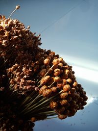 Close-up of pine cone