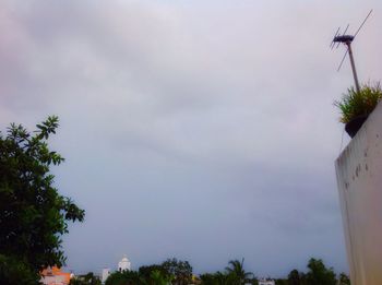 Low angle view of trees against sky
