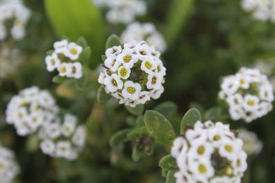 Close-up of white flowering plant