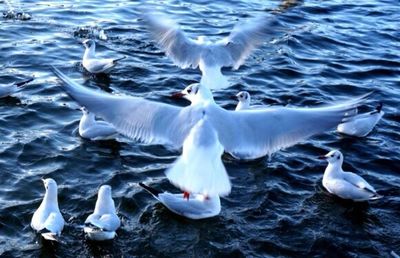 Birds in water