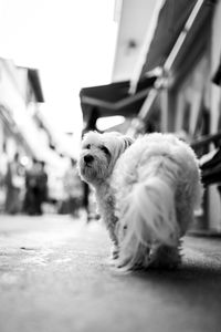 animal