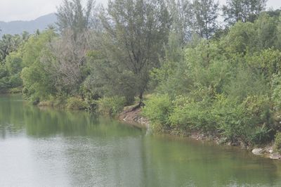 Scenic view of lake by trees in forest