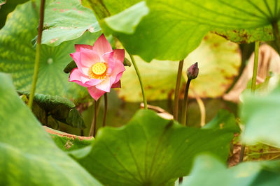 Close-up of pink flowering plant