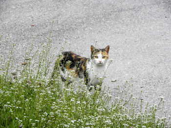 High angle view of cat on flower