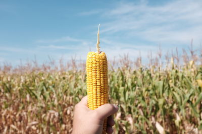 Cropped hand of man holding sweetcorn on field