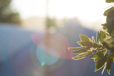 Close-up of flowering plant against bright sun