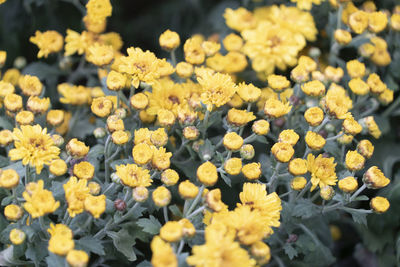 Close-up of yellow flowering plants