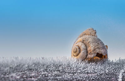 Close-up of lizard against sky