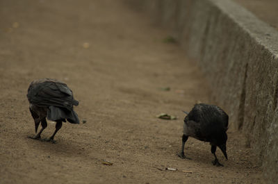 Horse walking on dirt road