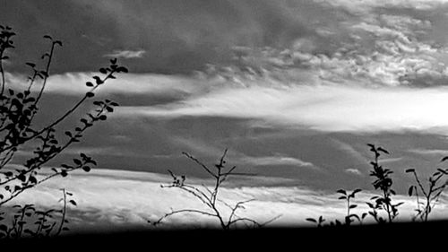 Low angle view of silhouette plants against sky