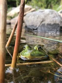 Close-up of frog swimming in lake