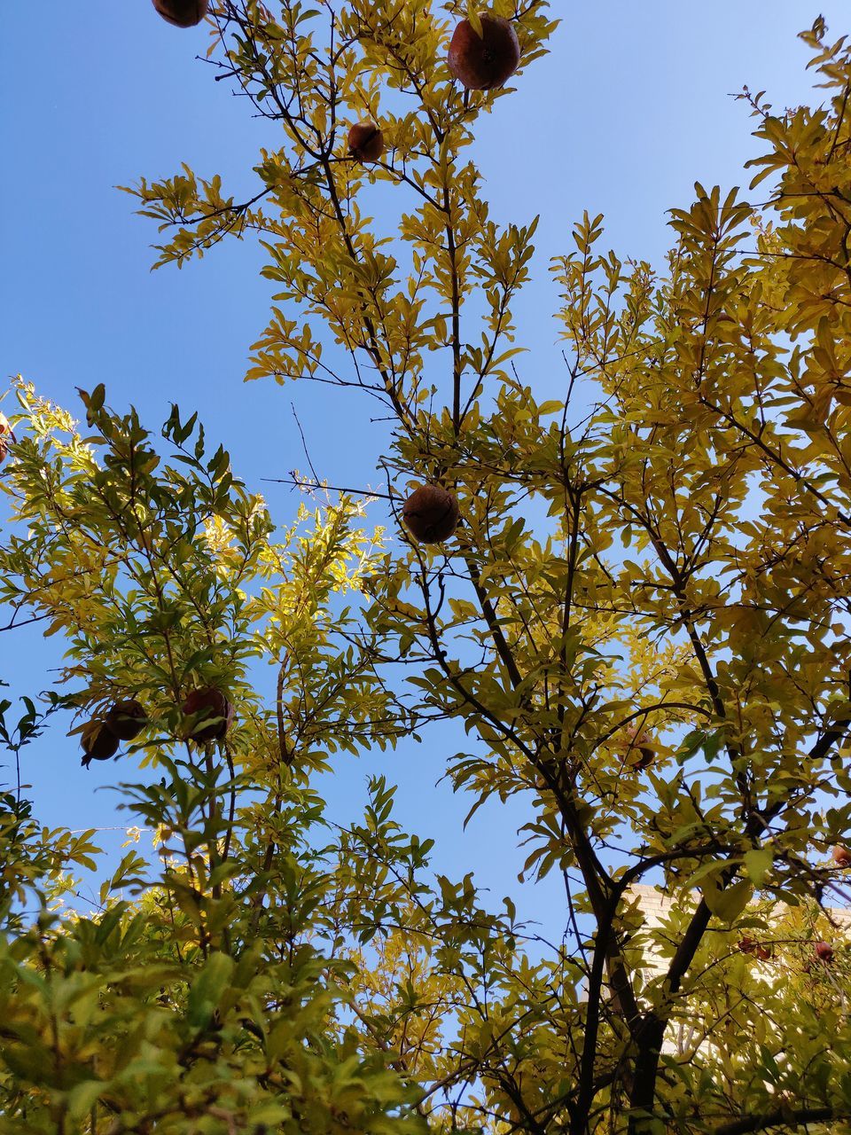 LOW ANGLE VIEW OF FLOWERING TREES AGAINST SKY