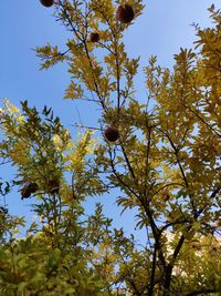 Low angle view of flowering tree against sky