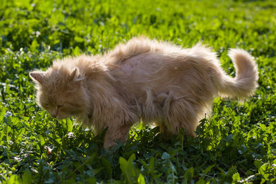 Full length of a cat on field