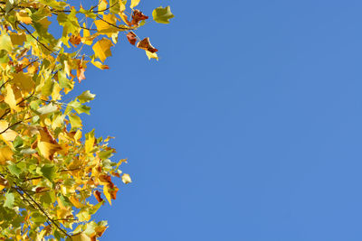 Low angle view of flowering plants against clear blue sky