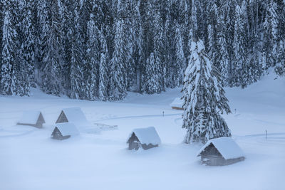 Snow covered land and trees on field during winter