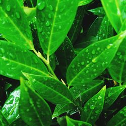 Close-up of leaves