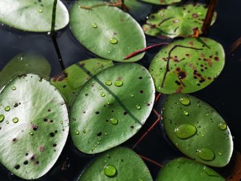 High angle view of water lily in lake