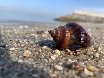 Close-up of snail on ground