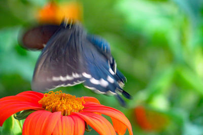 Close-up of bird against blurred background