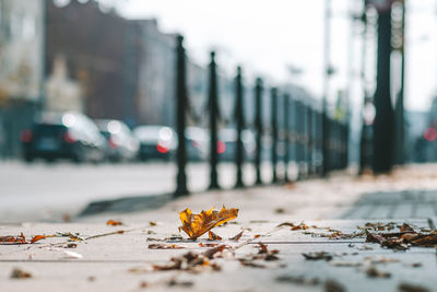 Close-up of dry leaves on street in city