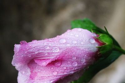 Close-up of pink rose