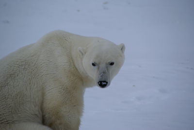 Close-up of polar bear on snow covered field