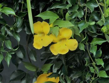 Close-up of yellow flowers blooming outdoors