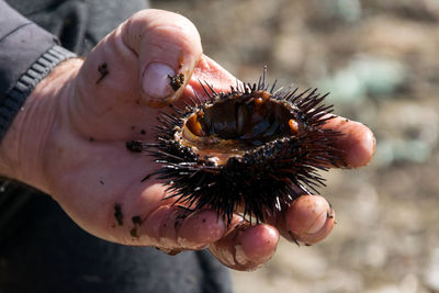 Close-up of hand holding crab