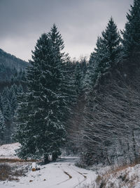 Pine trees on snow covered land against sky