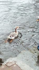 High angle view of swan swimming on lake