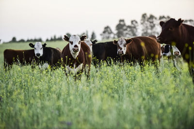 Cows on field