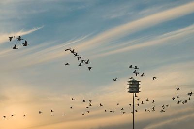 Low angle view of silhouette birds flying against sky during sunset