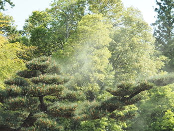 Trees in forest